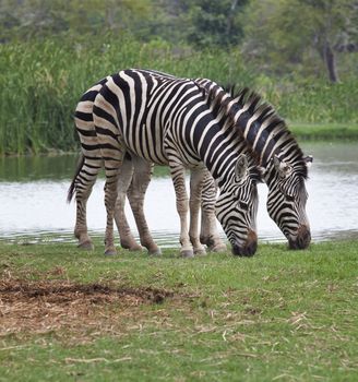 two zebra feeding in green grass field use for safari wildlife theme