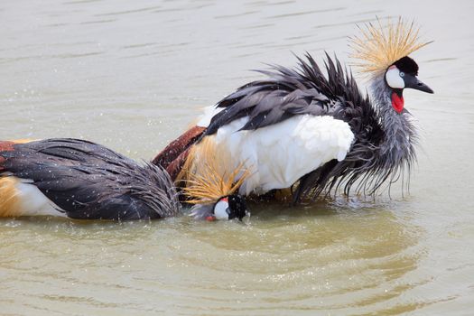  Grey Crowned Crane washing in natural water pool use for multipurpose