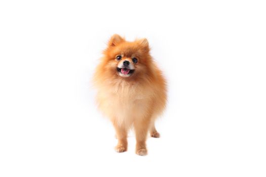 pomeranian dog