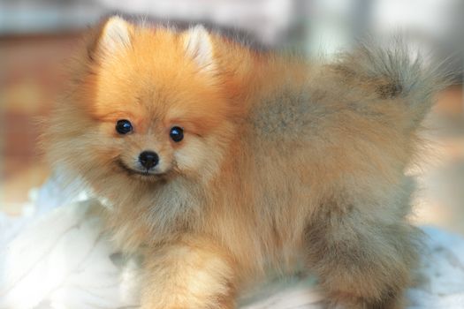 pomeranian dog