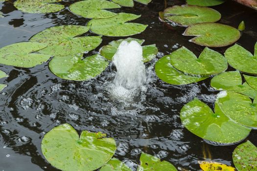 Pond with water fountain for additional supply of oxygen.