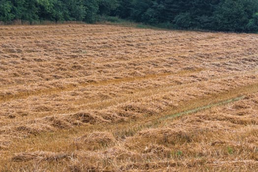 Summer landscape mowed cornfield with forest in the background.