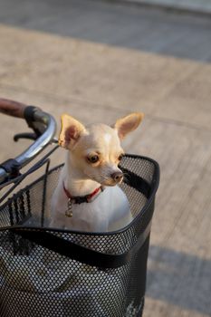 chihuahua dog  or chiwawa in bicycle basket