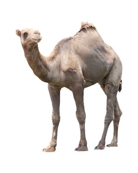 camel isolated white for multipurpose