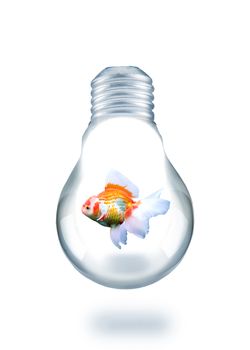 gold fish swiming in light bulb