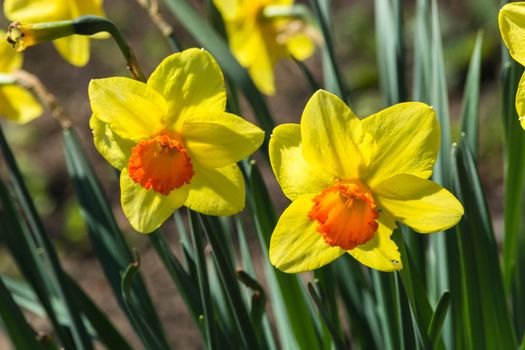 Narcissus bright yellow flowers in Sunbeam on blurred background bokeh.