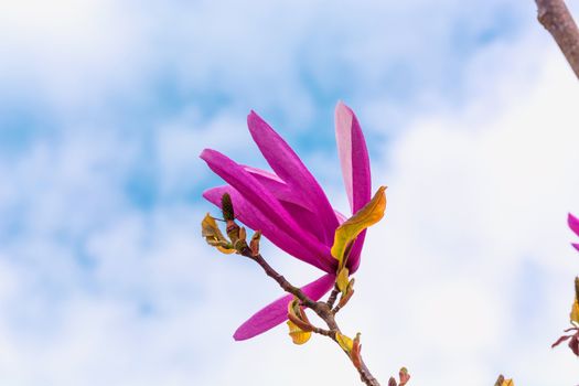 Spring magnolia flower against a blue sky.