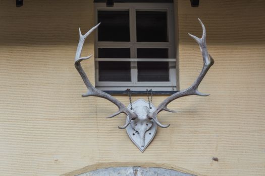 Deer antler on a white wooden board screwed hanging on a yellow wall.