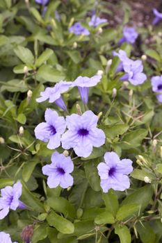 purple rain flower (Ruellia tuberosa) in garden