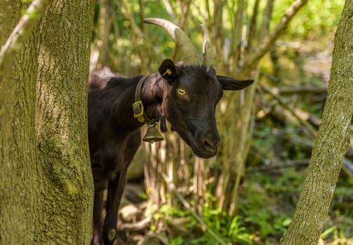 Image with a domestic black goat hiding behind a tree from a forest near the village Quinten,  Quarten municipality, Switzerland