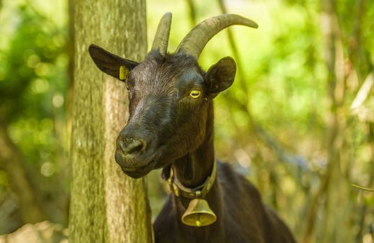 Portrait image with a domestic black goat from a swiss ranch on a beautiful sunny day of May
