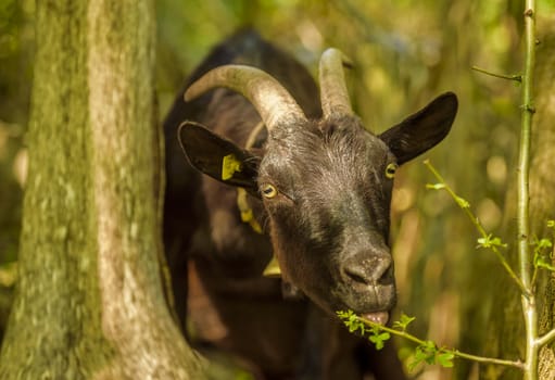 Image with a black goat at a swiss farm eating leaves from a tree branch. The picture was taken near the village Quinten, Switzerland