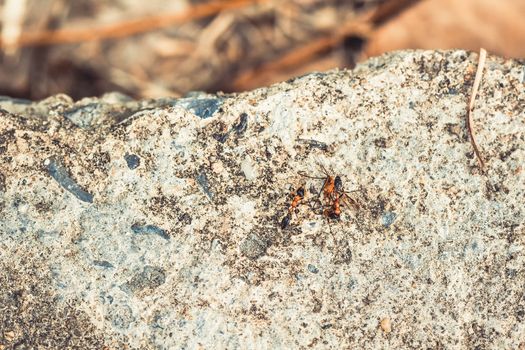 Ants at work moving food a teamwork concept for background