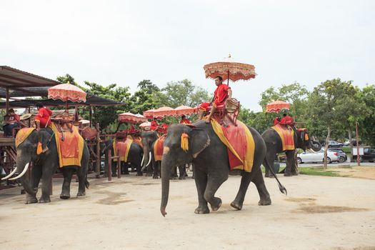 AYUTHAYA THAILAND-SEPTEMBER 6 : elephant for tourist riding ready for tourist service in Ayuthaya world heritage sites of unesco central of thailand on september6,2014 in Ayuthaya Thailand 