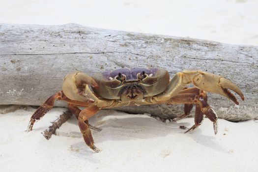 poo kai crab on white sand beach of tachai island similan national park southern of thailand for natural scene 