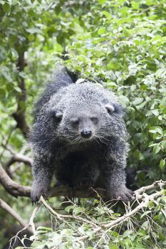 close up face of  binturong in nature wild 