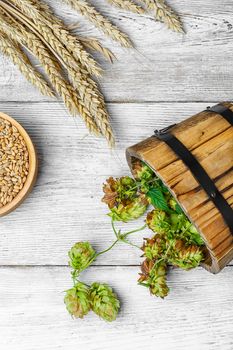 Twig beer hops and seed in the wooden tub