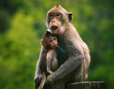 monkey mother and baby drinking milk from breast and playing nipple 