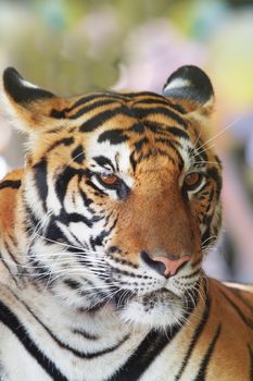 close up face of indochinese tiger use for animals and wild life theme