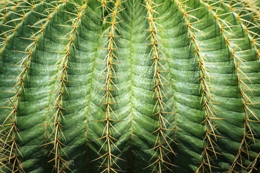 close up textured of cactus plant