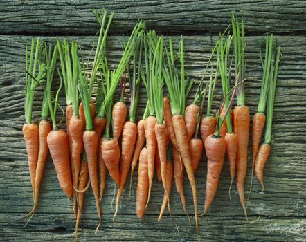 fresh carrot on wood texture