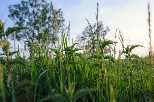 Nettle plant in field. Green natural background with soft bokeh. Selected focus. Detailed picture.