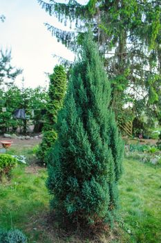 Thuja plant in the garden on spring