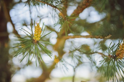pine branch close up outdoor in the park