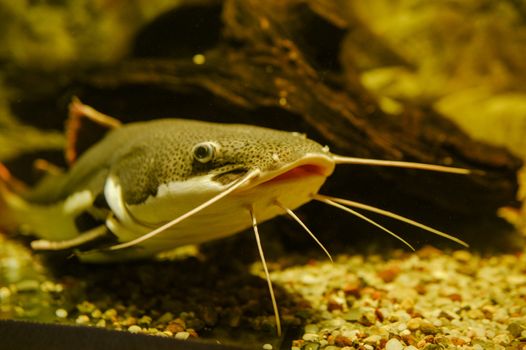 Sea life: exotic tropical coral reef fish