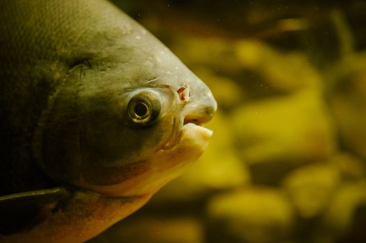 Sea life: exotic tropical coral reef fish