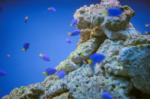 Sea life: exotic tropical coral reef fish