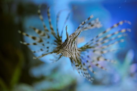 Sea life: exotic tropical coral reef fish