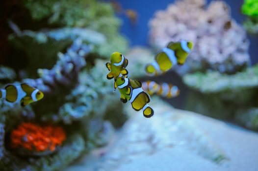 Sea life: exotic tropical coral reef fish
