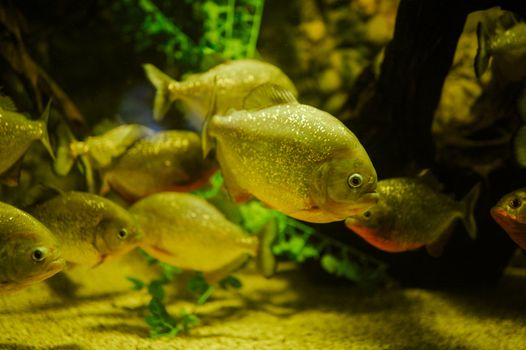 Sea life: exotic tropical coral reef fish