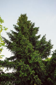 Summer branch with fresh green leaves in a park