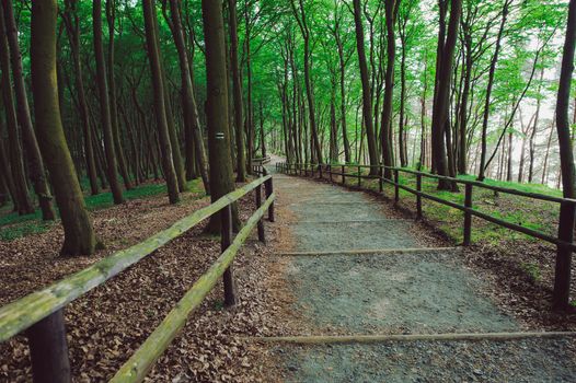 walk path in forest in early spring