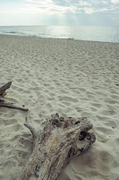 A piece of dry wood lying on the pebbles on the beach.