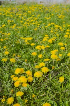Blooming dandelions in the meadow. Spring landscape.