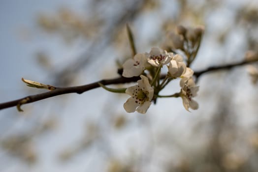 Blooming apple tree in spring time on blue sky
