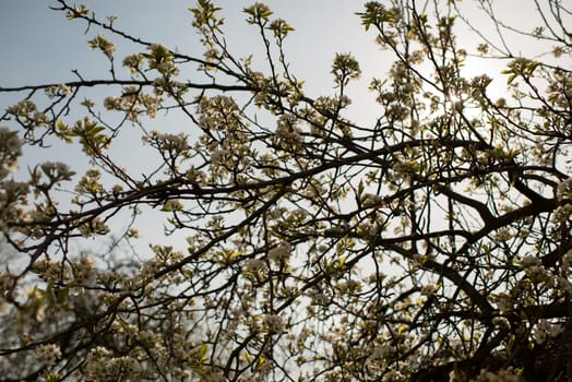 Blooming apple tree in spring time on blue sky
