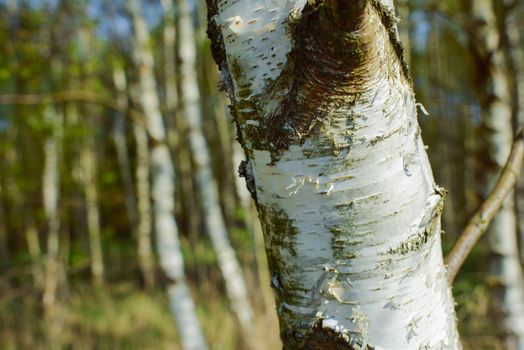 Birch Tree bark in early spring in the forest
