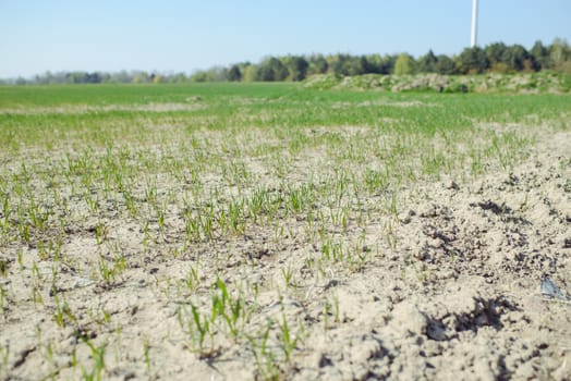 close-up of young sprouts of wheat in a field on a spring day