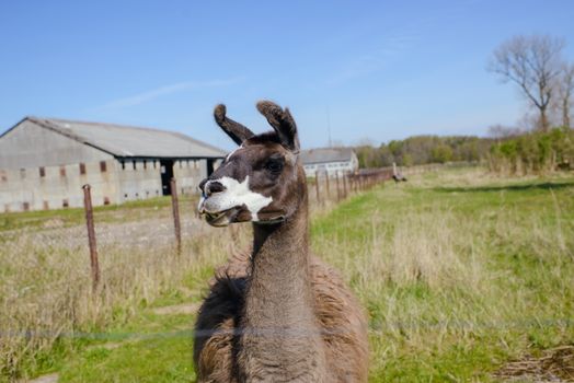 Lama animal graze in the meadow with wire fence