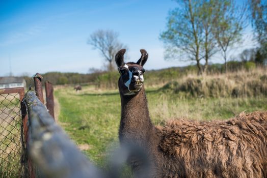Lama animal graze in the meadow with wire fence