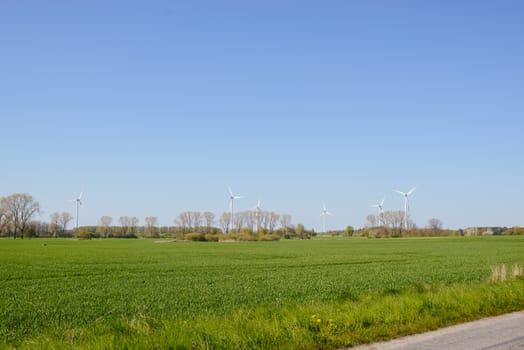 Green wheat field in the spring in sunny day
