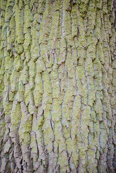 old wood tree bark texture with green moss.