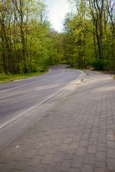 A asphalt road in the forest in early spring time