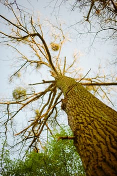 green fresch leaves on the branch in early spring