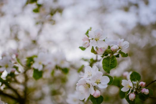 Blooming apple tree in spring time on blue sky