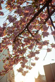 Spring Japanese Cherry blossoms, pink flowers .